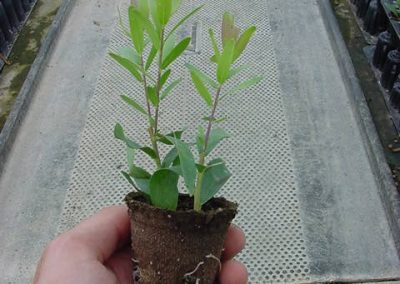 polygala-myrtifolia-alv-jiffy-5cm_0